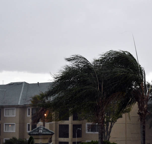istock Wind blowing palm fronds and tropical storm 1205379483