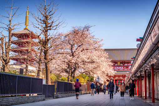 April 3, 2019 - Tokyo, Japan: sakura season in Senso-ji Temple, the oldest temple located in Tokyo, and Nakamise-dori connecting the Kaminarimon entrance to the main hall, are constantly crowded with sightseers on a yearly basis. Since the area has always had a large number of temples since the Edo Period, it has been called Teramachi, which translates to ‘City of Temples’