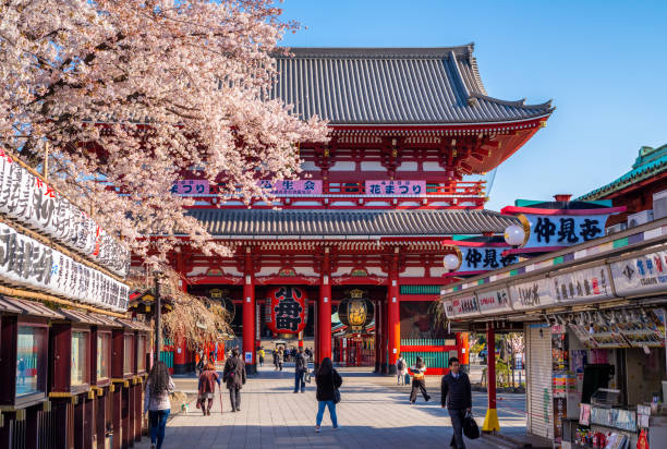 cherry blossom sakura at Sensoji (Senso-ji) temple in Asakusa, Tokyo, Japan April 3, 2019 - Tokyo, Japan: sakura season in Senso-ji Temple, the oldest temple located in Tokyo, and Nakamise-dori connecting the Kaminarimon entrance to the main hall, are constantly crowded with sightseers on a yearly basis. Since the area has always had a large number of temples since the Edo Period, it has been called Teramachi, which translates to ‘City of Temples’ sensoji stock pictures, royalty-free photos & images