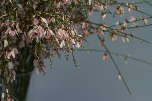 Beautiful bouquet of light pink genista cytisus flowers in glass vase. Selective focus.