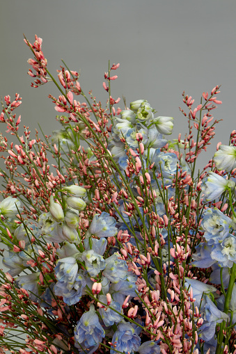 Bouquet of blue delphinium and pink jenista on light gray background, holiday concept or greeting card, selective focus