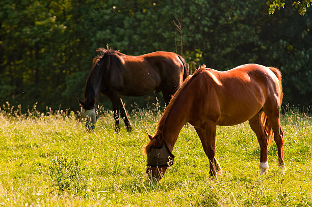 Grazing horses stock photo
