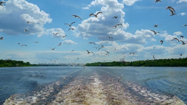 A flock of seagulls flies over the skimmer trail behind the ship.