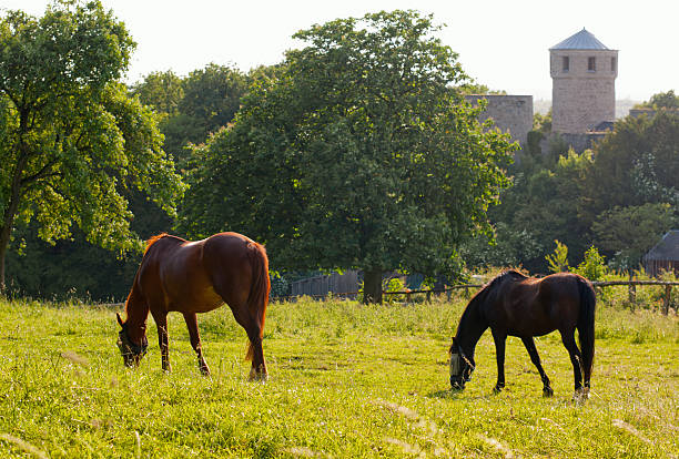 Horses and Castle stock photo