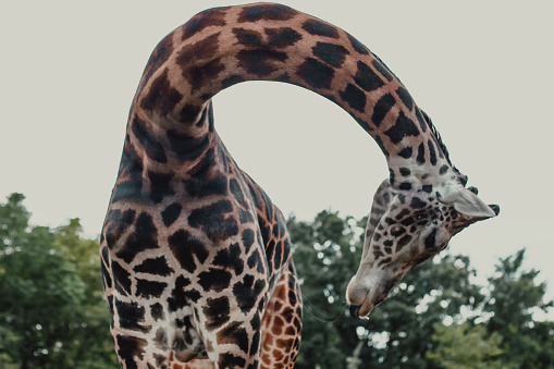 Giraffe bending in a close up shot