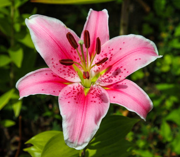 istock Pink Floral Beauty 1205385531