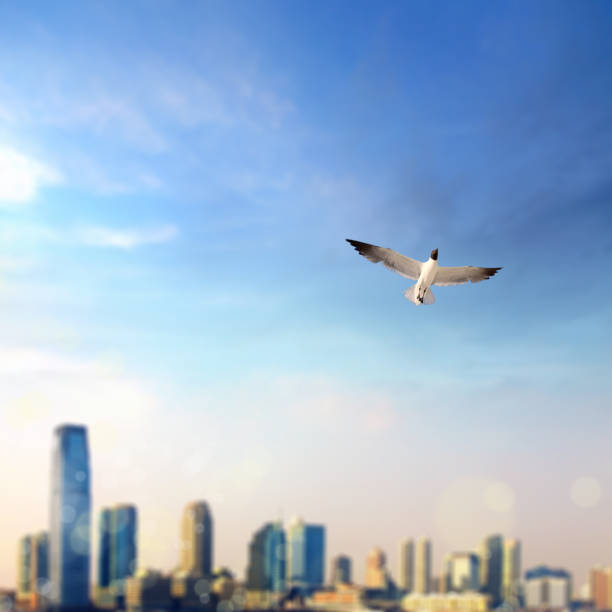 cityscape of Jersey City skyline over dusk sky with flying seagull in New Jersey; USA