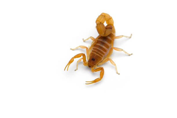 istock African venom Scorpion isolated on white background 1205386832