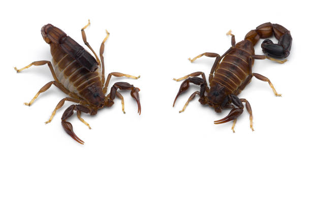 istock African venom Scorpion isolated on white background 1205386833