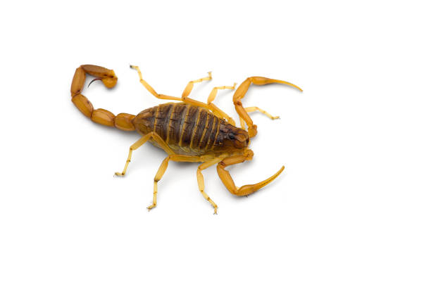 istock African venom Scorpion isolated on white background 1205386837