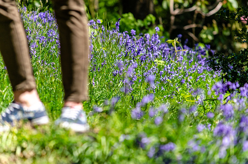 Lower legs on a carpet of bluebells in Kent, England