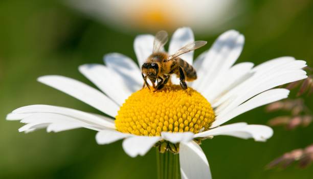 istock bee or honeybee on white flower of common  daisy 1205387823