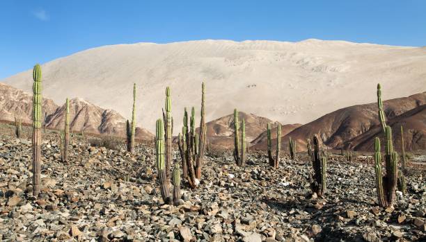 istock Cerro Blanco sand dune with cactus near Nasca 1205387880