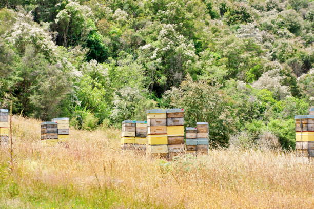 Beehives Stacked High with Supers Collecting Manuka Honey in Summer with the White Flowering Manuka Clad Hills in the Background.