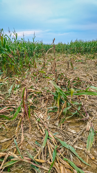 Defeated Corn Destroyed Corn Field Stock Photo - Download Image Now - Agricultural ...