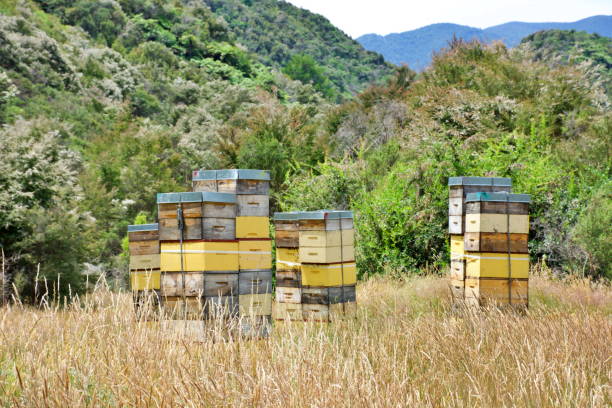 Beehives with Manuka Clad Hills in Summer Beehives Stacked High with Supers Collecting Manuka Honey in Summer with the White Flowering Manuka Clad Hills in the Background. beehive new zealand stock pictures, royalty-free photos & images