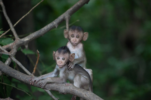 A cute monkey lives in a natural forest of Thailand.