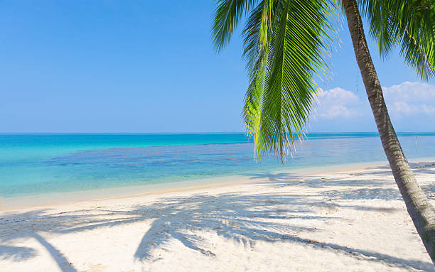 пляж с кокосовой пальмы и море - thailand surat thani province ko samui coconut palm tree стоковые фото и изображения