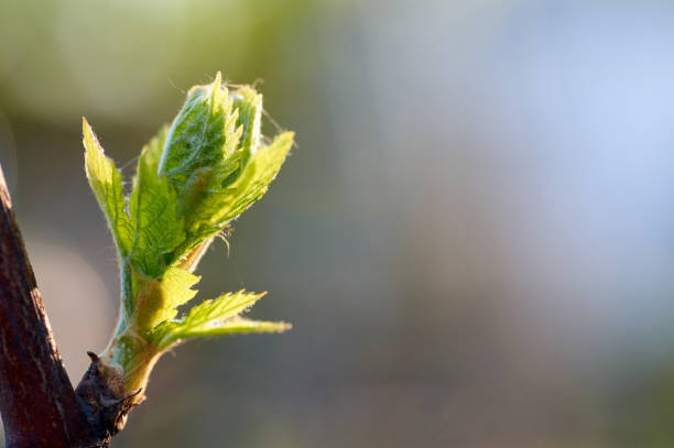 росток виниферы витис, виноградная лоза. новые листья прорастают в начале весны - vinifera стоковые фото и изображения