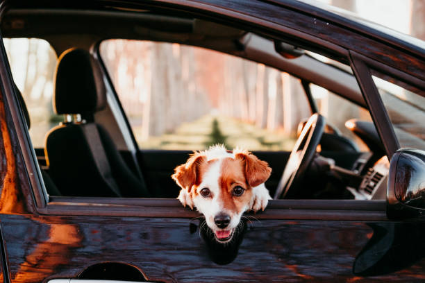 ritratto di carino jack russell cane in una macchina al tramonto. concetto di viaggio - dog car travel pets foto e immagini stock