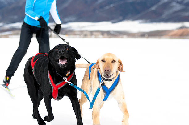 istock Two dogs skijouring 120540111