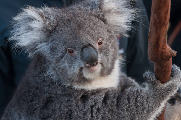 istock potrait of cute koala bear animal on a eucalyptus tree 1205401167