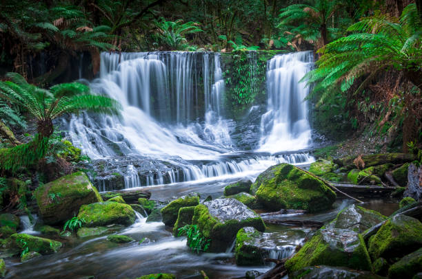 piękny tropikalny wodospad w zacisznej tropikalnej lokalizacji - rainforest forest river australia zdjęcia i obrazy z banku zdjęć