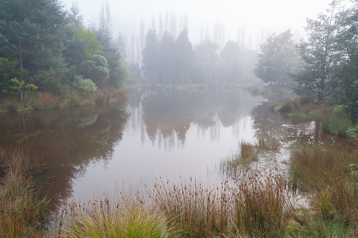 Mystery morning landscape of foggy forest lake at autumn nature background. Misty pond in the forest tranquil landscape