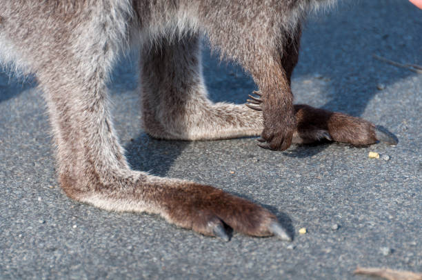 Close up of grey wallaby, kangaroo paws with claws. Australian wildlife details background