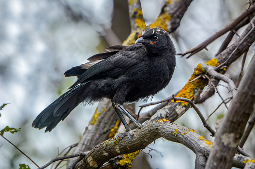 Young white winged chough (Corcorax melanorhamphos) perched on a branch
