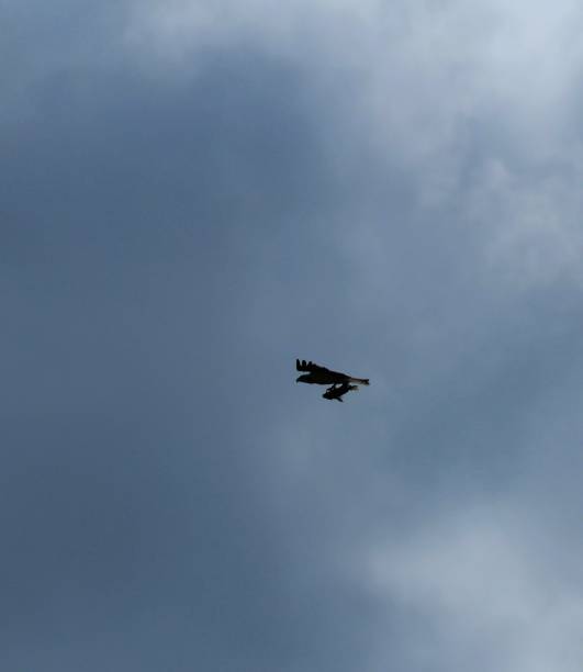 istock Birds of the Everglades 1205408865