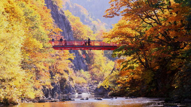 istock Dye in late autumn 1205411146