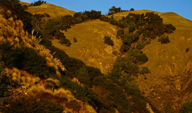 istock Big Sur Steep Golden Slope 1205413219