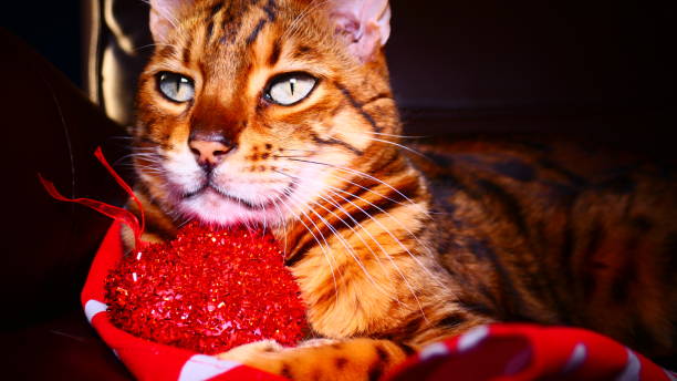 istock Bengal cat with a Valentine's heart between the paws 1205413870