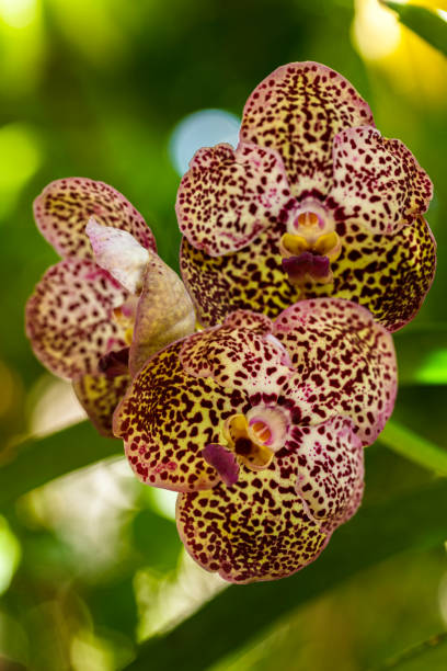 istock Black Spotted Vanda Orchid Flowers 1205414762