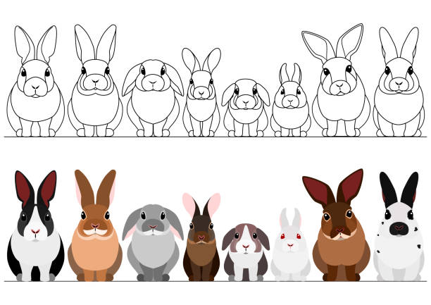 ilustrações, clipart, desenhos animados e ícones de conjunto de coelhos fronteira - dwarf lop eared rabbit pets rabbit isolated