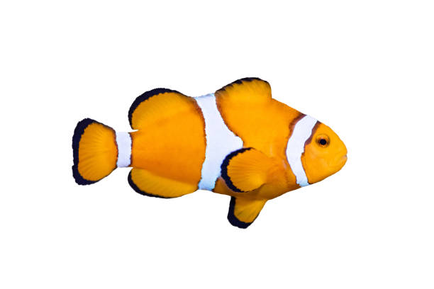 istock Close up clown fish isolated on white background. 1205415830