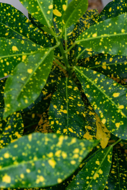 庭に緑と黄色の斑点がある美しい葉を持つクロトン植物の自然観