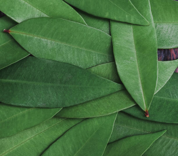 istock Abstract, nature Green leaf background and beautiful wallpaper. 1205415872