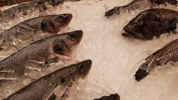 istock Fresh Salt Water Fish on a Bed of Ice 1205417177
