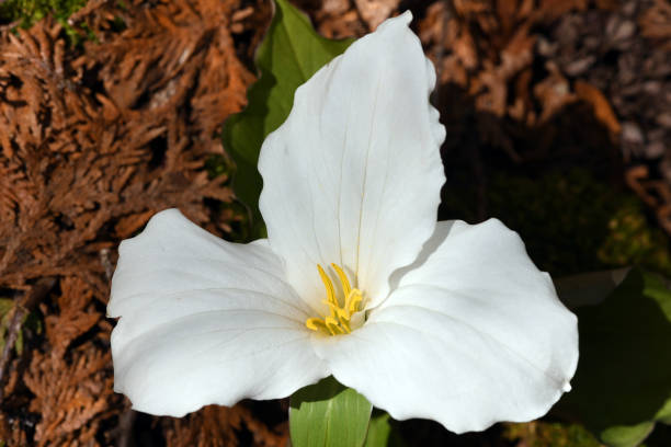 istock Wild trillium flower in a Chicago public park 1205417191