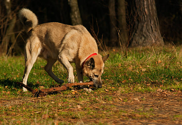 West Siberian laika (husky) playing with stick stock photo