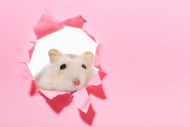 Adorable fluffy hamster sitting on a white background and nibbling a small piece of bread — perfect for pet care blogs, animal calendars, and educational or children’s content.