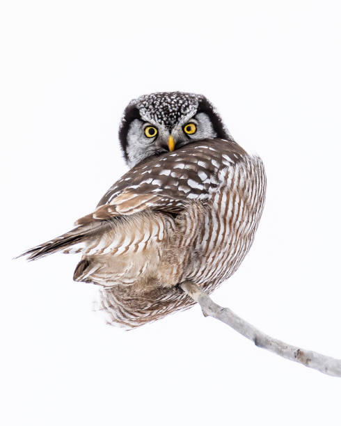 coruja-do-norte, surnia ulula - northern hawk owl - fotografias e filmes do acervo