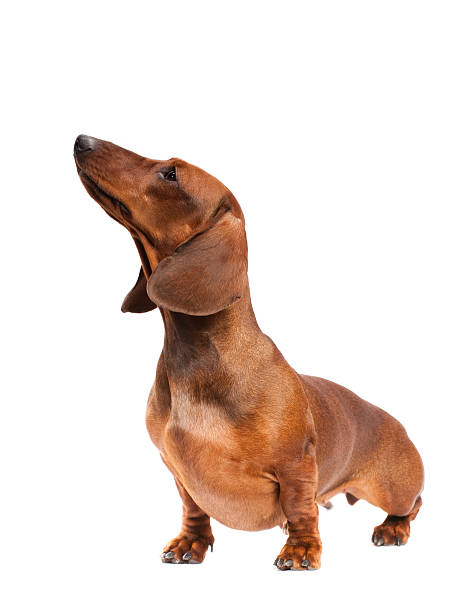 istock Dachshund Dog isolated over white background 120542350