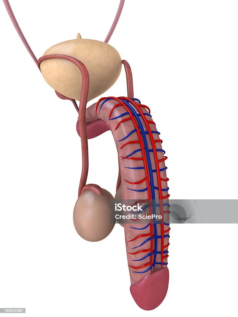 penis anatomy penis anatomy illustration Penis Stock Photo