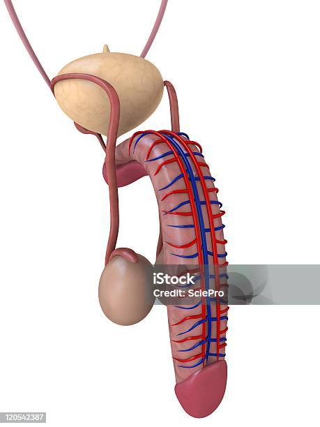 Penis Anatomy Stock Photo - Download Image Now - Penis, Anatomy, Ductus Deferens