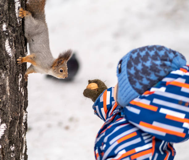 istock A little child in winter feeds a squirrel with a nut. 1205424351