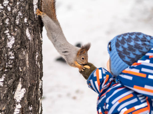 istock A little child in winter feeds a squirrel with a nut. 1205424360