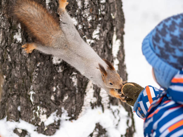 istock A little child in winter feeds a squirrel with a nut. 1205424918